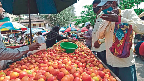 Tomato Rate