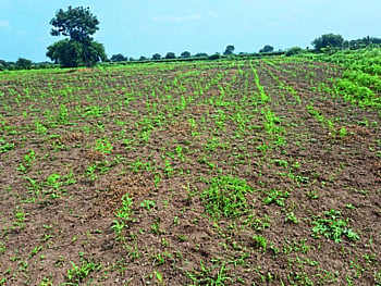 Kharif Crop