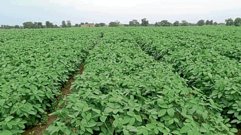 Soybean