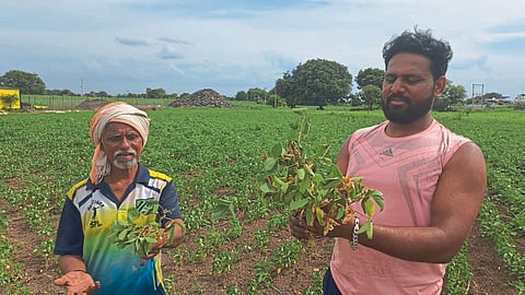 Crop Damage
