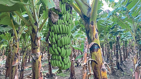 Banana