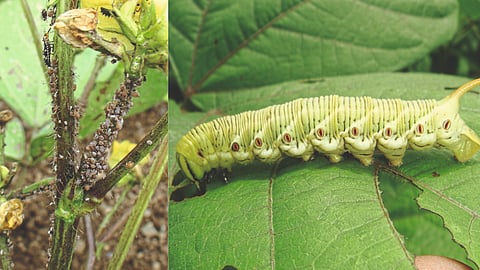 Mung, Urad Pest