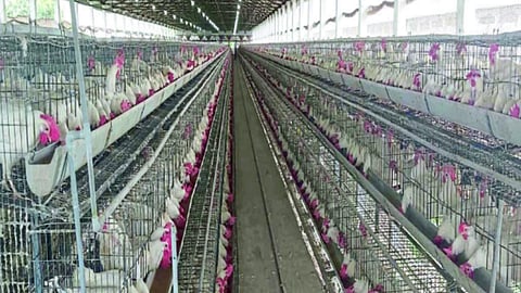 Automatic 'Layer Poultry Farm'