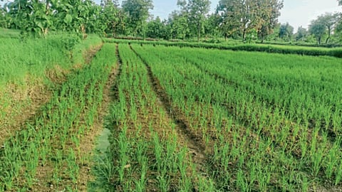 Zero Tillage
