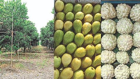 Multiple cropping systems