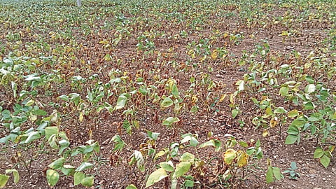Crop Damage