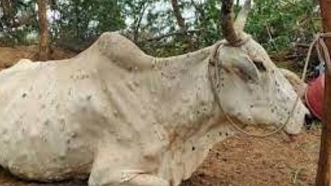 Cow with Lumpy
