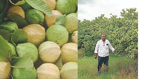 Fruit Farming