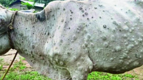 Lumpy skin disease