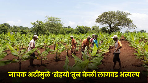 Banana Cultivation