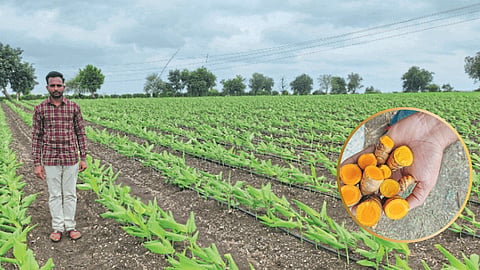 Turmeric