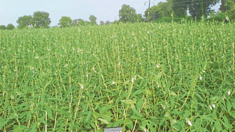 Sesame Sowing