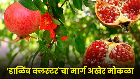 Pomegranate
