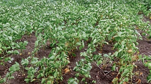 Crop Damage