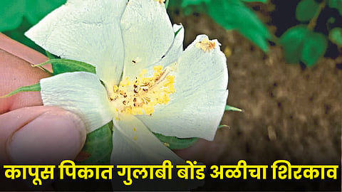 Cotton bollWorm