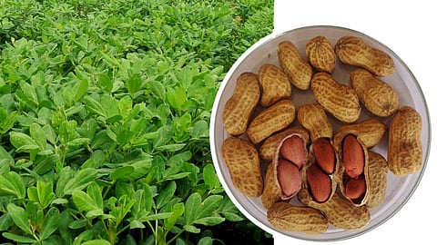 Groundnut new Variety