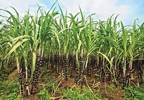 Sugarcane