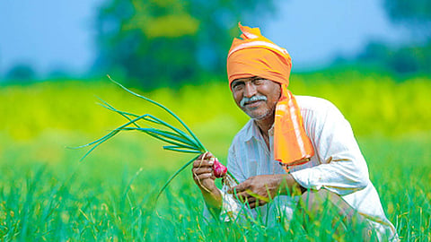 Crop Insurance : दरवर्षी शेतकरी पीक विम्याच्या लाभापासून वंचित का राहतात?