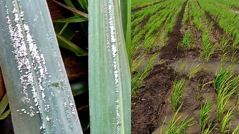 Kharif Crops Damage