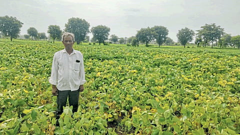 Soybean Yellow Mosaic