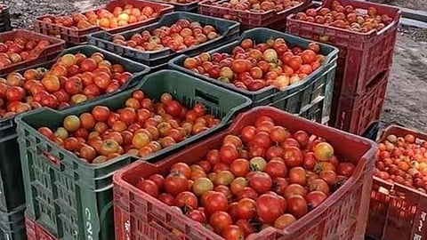 Tomato Rate