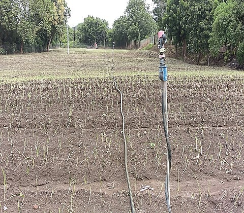 Kharif season