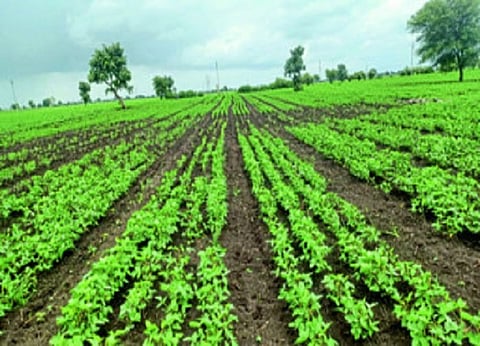 Kharif Crop