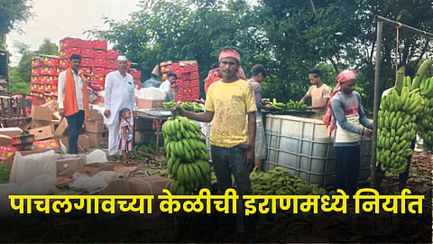 Banana Export