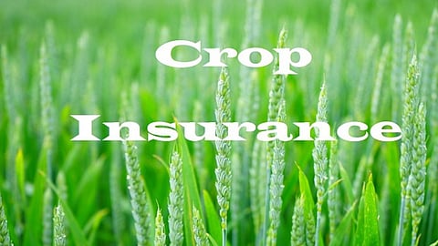Crop Insurance