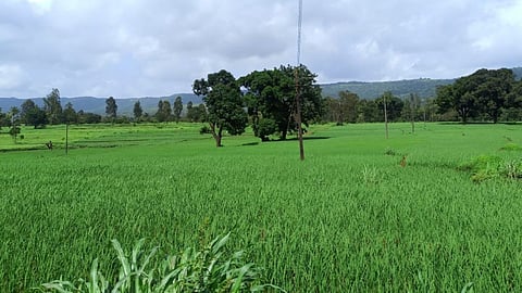 Kharif Crop Competition