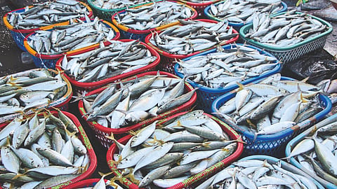 Fish Processing