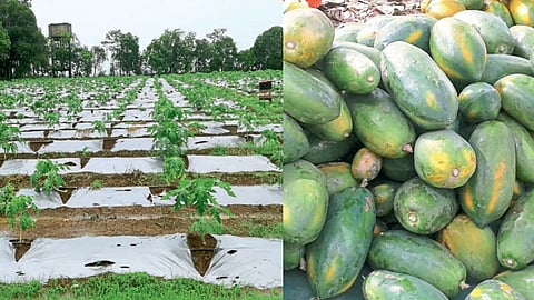Papaya