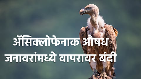 Vulture Conservation