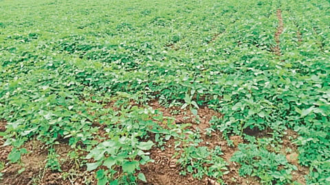 Kharif Season