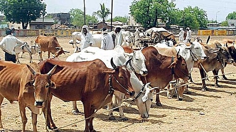 Livestock Market