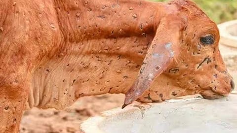 Lumpy Affected Animal