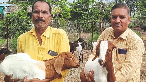 Goat Farming