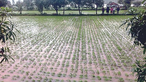 Paddy Crop