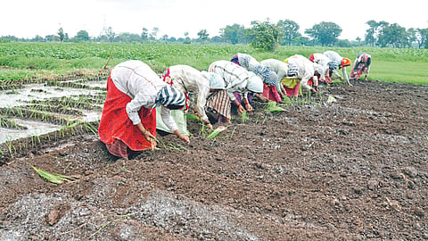 Onion Cultivation
