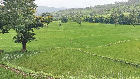 Paddy Variety