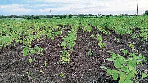Kharif Crop
