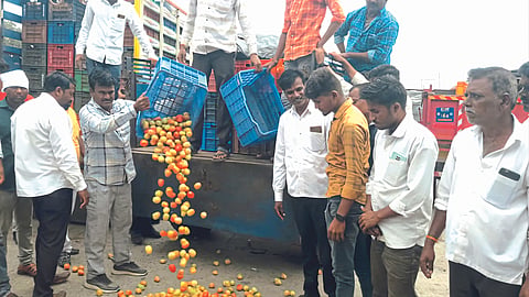 Tomato Market : घसरलेल्या टॉमॅटो दरामुळे शेतकऱ्यांमध्ये संतापाची लाट