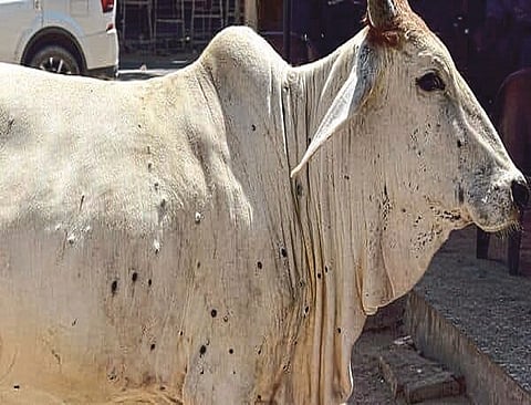 Lumpy Skin Disease