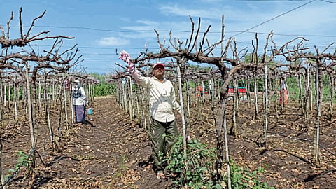 Grape Pruning