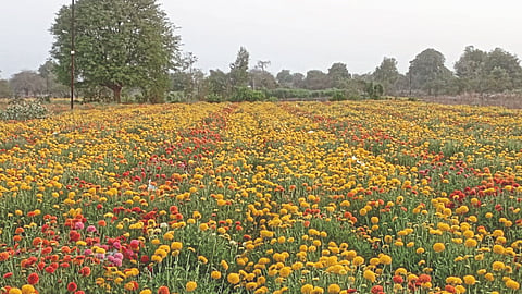 Flower Farming