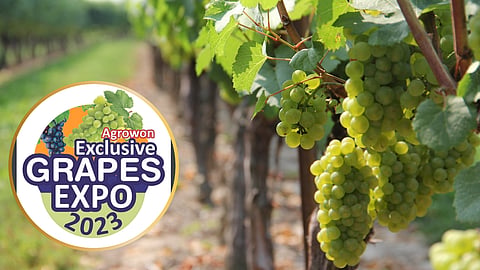 Grape Expo