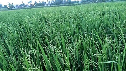 Kolhapur Farmer Peak Vima