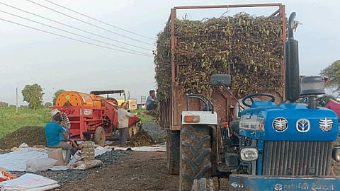 Urad Harvesting