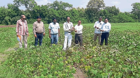 Organic Farming