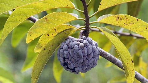 Custard Apple